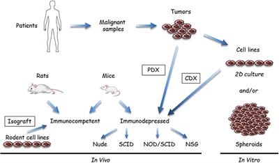 The Biology of Malignant Mesothelioma and the Relevance of Preclinical Models